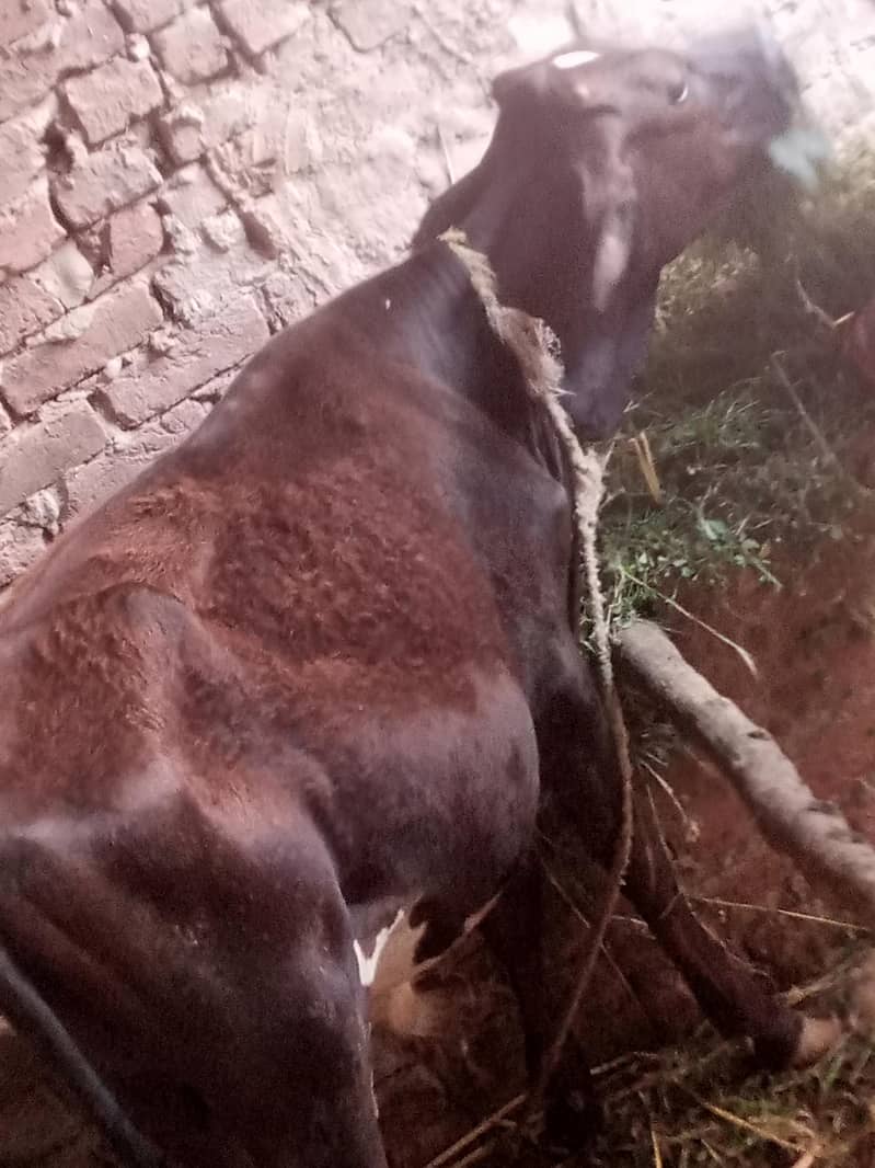 گاۓ ساتھ واچھا ہے ماشاء 0