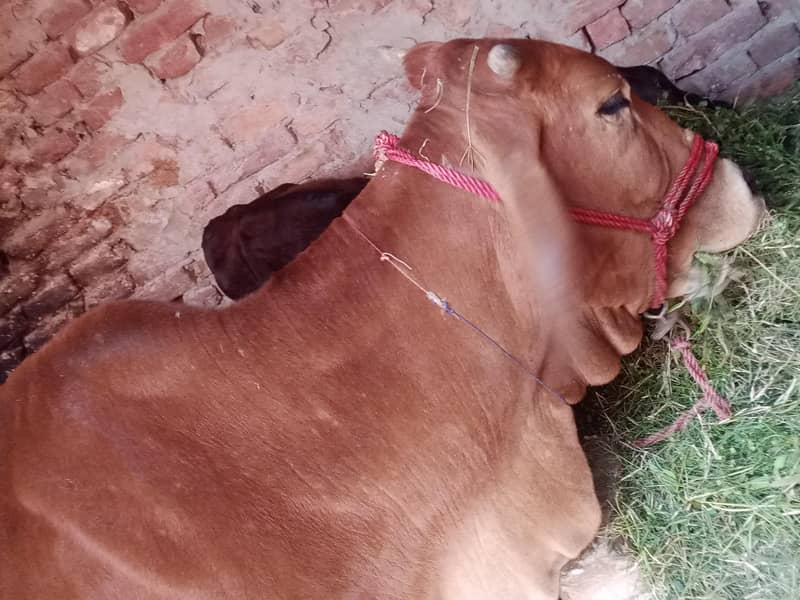 گاۓ ساتھ واچھا ہے ماشاء 1