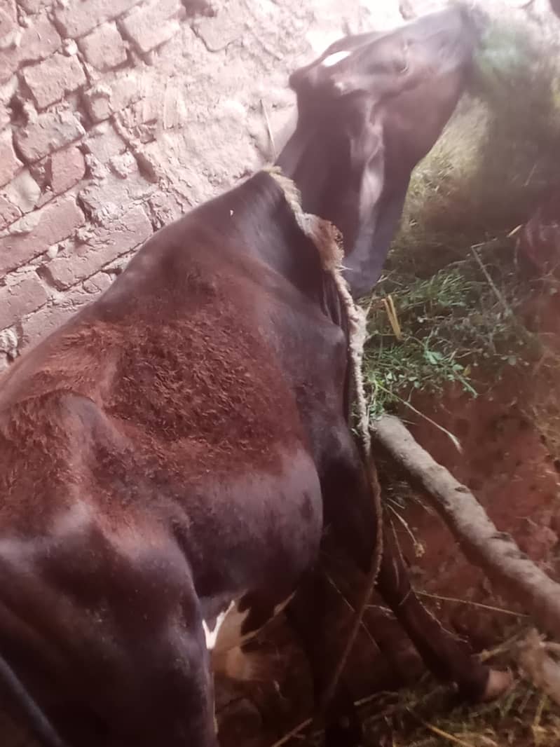 گاۓ ساتھ واچھا ہے ماشاء 2