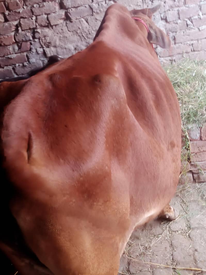 گاۓ ساتھ واچھا ہے ماشاء 3