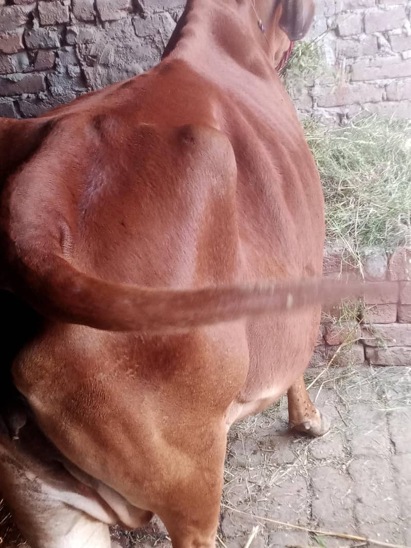 گاۓ ساتھ واچھا ہے ماشاء 4