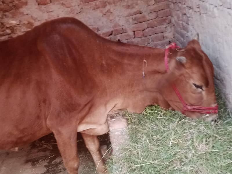 گاۓ ساتھ واچھا ہے ماشاء 5