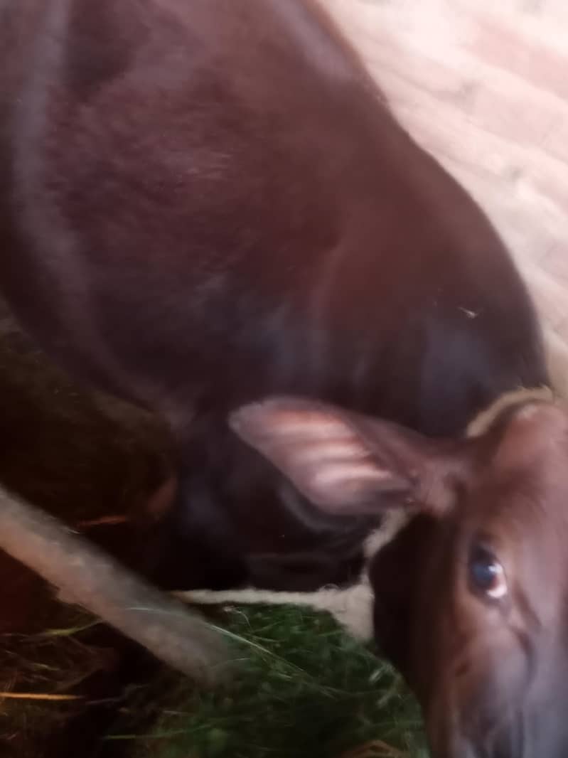 گاۓ ساتھ واچھا ہے ماشاء 6