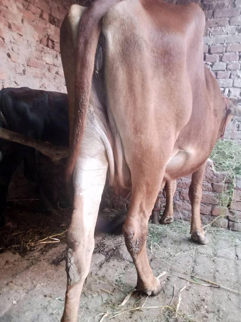 گاۓ ساتھ واچھا ہے ماشاء 7