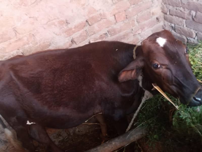 گاۓ ساتھ واچھا ہے ماشاء 8