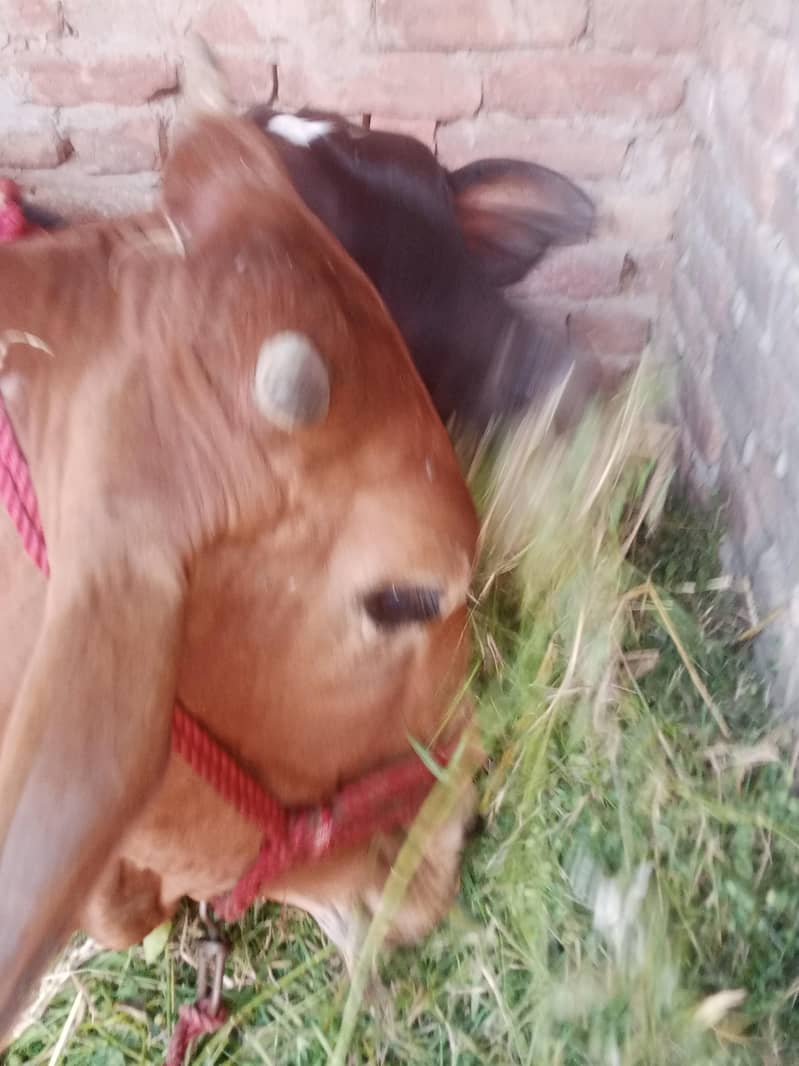 گاۓ ساتھ واچھا ہے ماشاء 9