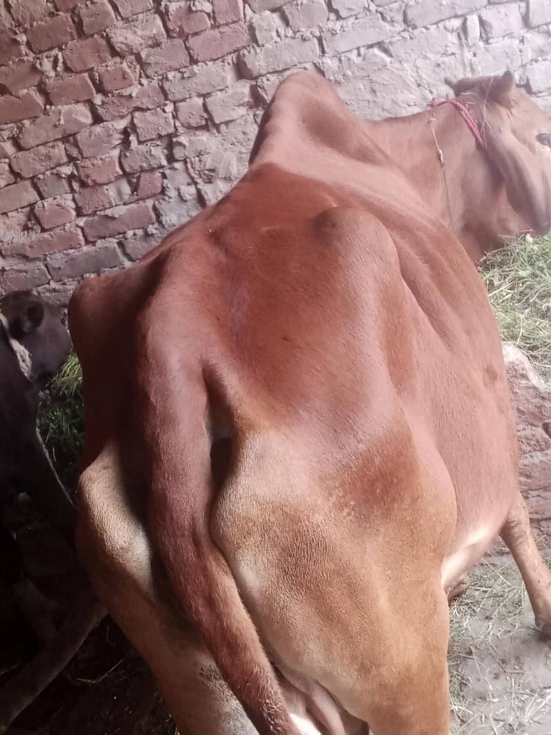 گاۓ ساتھ واچھا ہے ماشاء 10