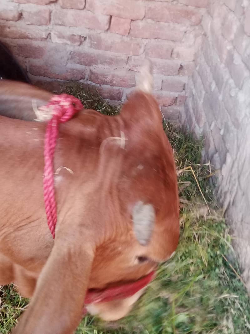 گاۓ ساتھ واچھا ہے ماشاء 12