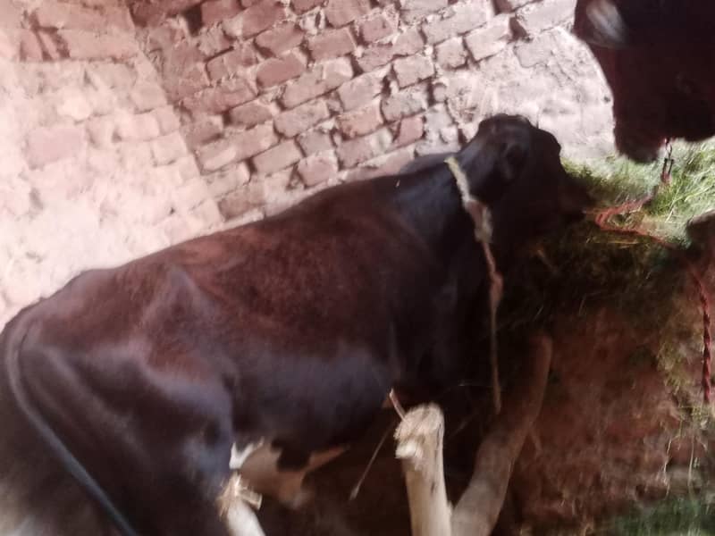 گاۓ ساتھ واچھا ہے ماشاء 13