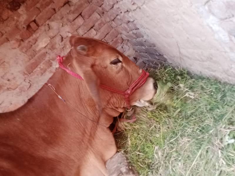 گاۓ ساتھ واچھا ہے ماشاء 14