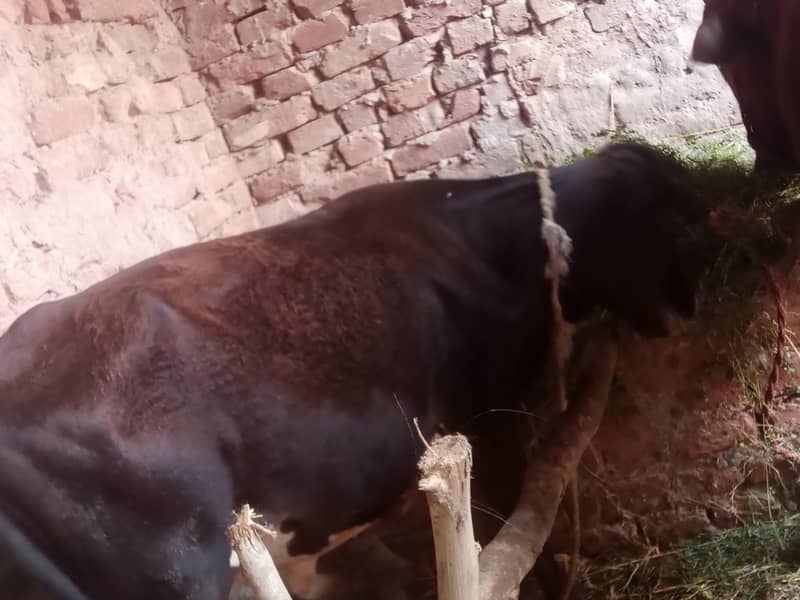 گاۓ ساتھ واچھا ہے ماشاء 15