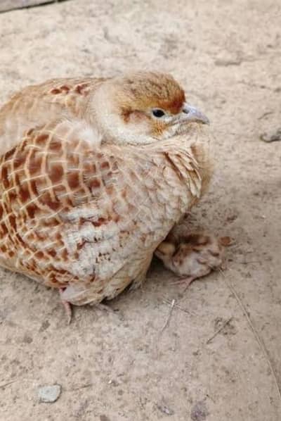 best quality chick for sale