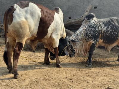 Cholistani bulls