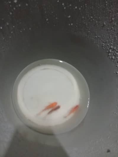 3 goldfish without aquarium. (only fish)