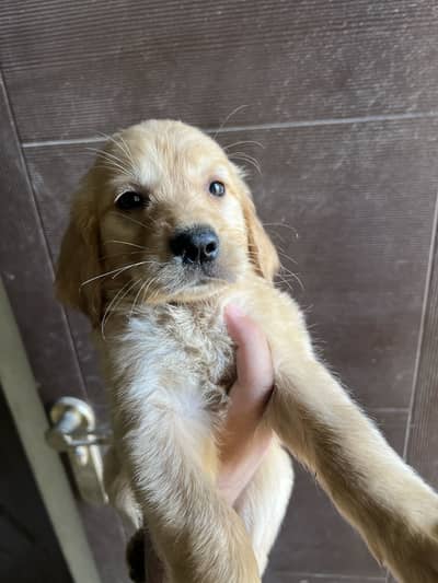 Golden retriever puppies pair