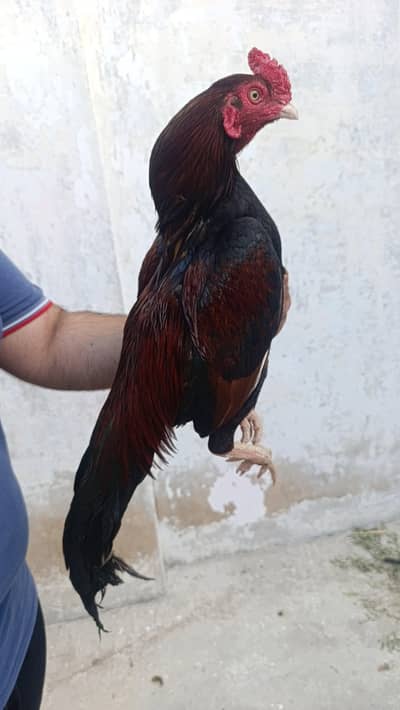 Miawali Lakha Murgha