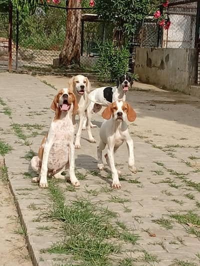 English pointer puppies available for farm house's