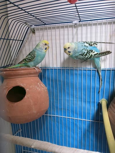 Budgies parrots