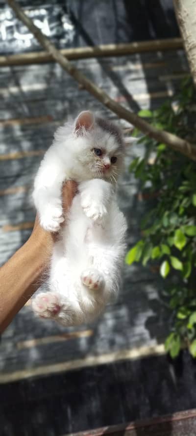 high quality kitten for sale