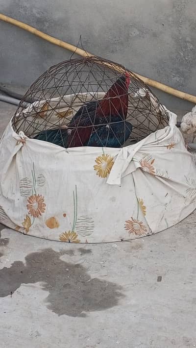 Aseel Sindhi for Sale