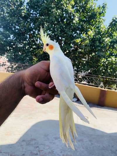 Cocktail handtame female Red eyes