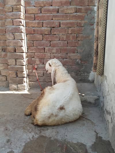 best kajla ready for qurbani