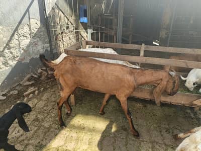 nagra bakri / taddy  bakry/ for sale