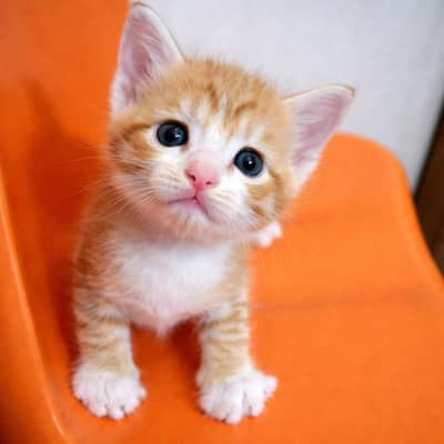 orange male tabby (ginger] kitten