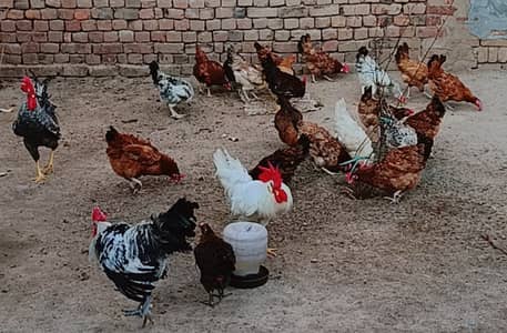 Desi hens