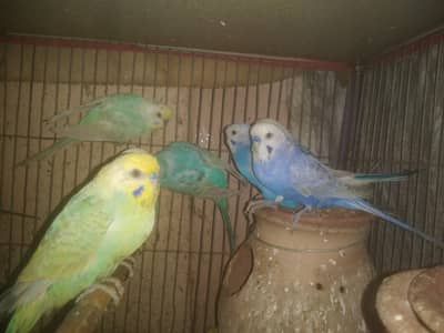 raindow buddies color full