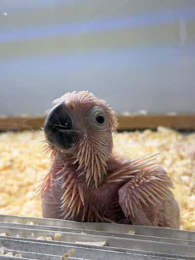 mullacan cockatoo chick