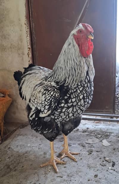 Silver laced wyandotte Hens
