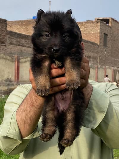 GSD puppy Available male or female Pair Trusted dealer Alhumdulillah