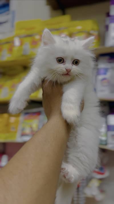 Friendly Persian Cat + Full Setup Available