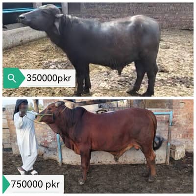 wacha bachra  katta bull vehra /Qrbani ka janwar / Qurbani 2026