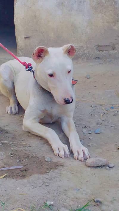 gultair cros a abi bacha 8 month age a security kerta or aik male a