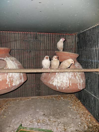 Fawn Java pair,  Lady Golidian pair