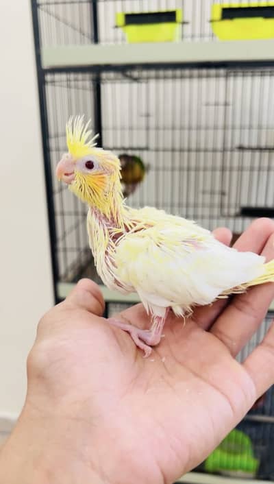 Handtamed cocktail baby