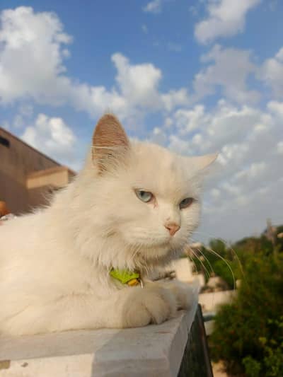 cat Persian triple coated