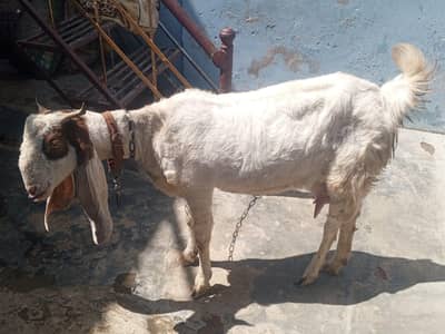 Gulabi Goat For Sale