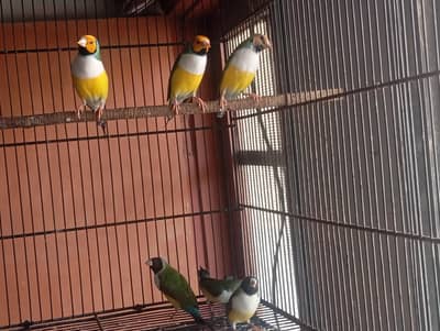 lady goldians adult pairs and chicks Spanish blood line