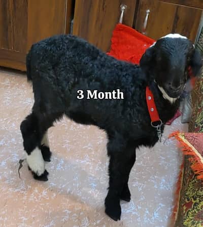 Black & White Sheep (Dumba) – Healthy & Active – Urgent Sale