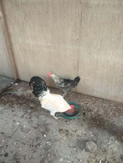 egg lying hen and cock