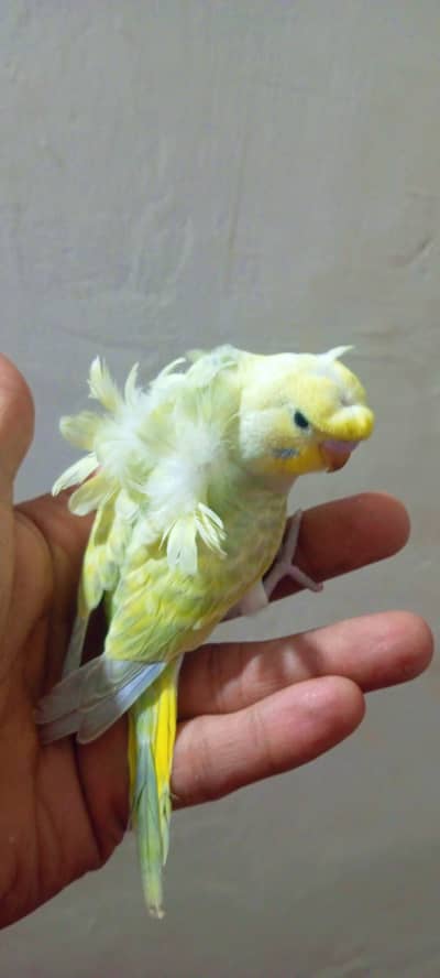 MASHALLAH RAINBOW  HOGO & HOGO MOUTISHAN AVAILABLE