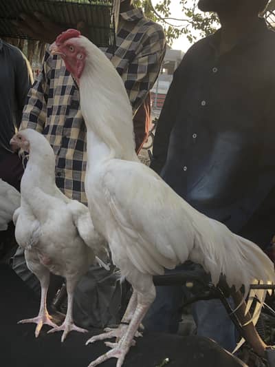 Heera aseel pair pure blood line