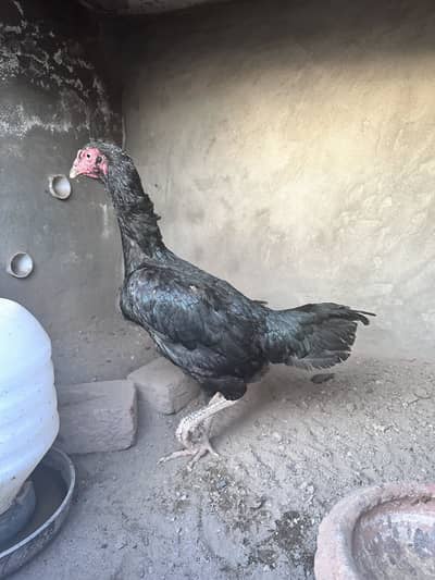 Japanese shamo female