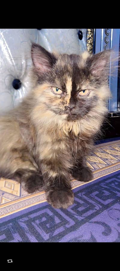 Persian cat for sale