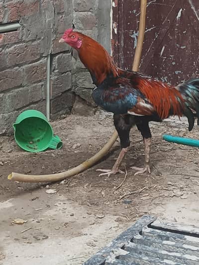 home breed Desi or aseel murgy murgiyan