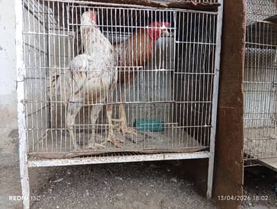 hens and cock for sale