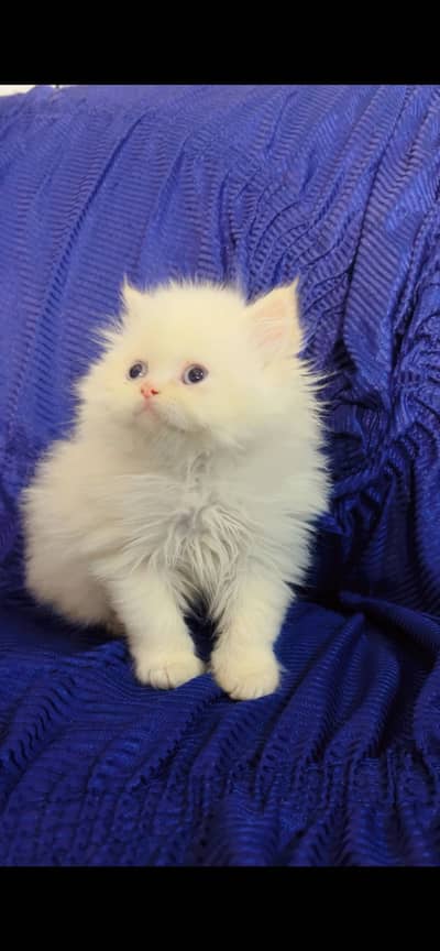 Persian kittens for sale
